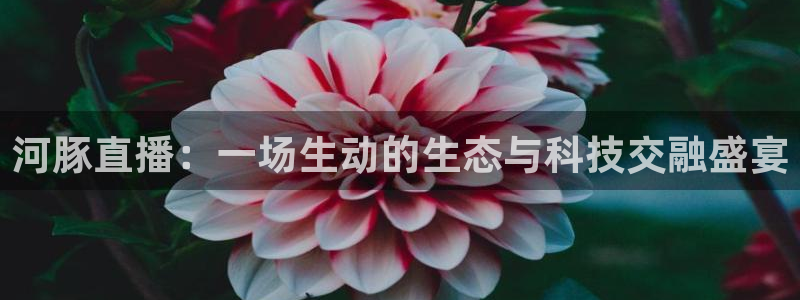so米直播体育在线观看：河豚直播：一场生动的生态与科技交融盛宴